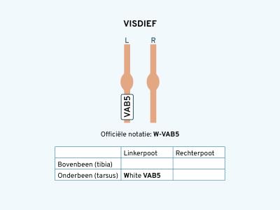 Visdief ring