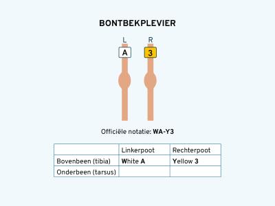 Bontbek ring 
