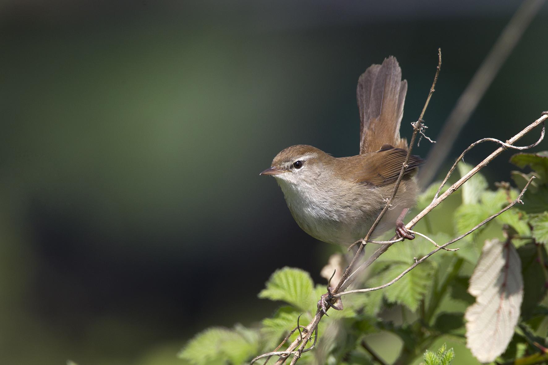 Cetti's Zanger
