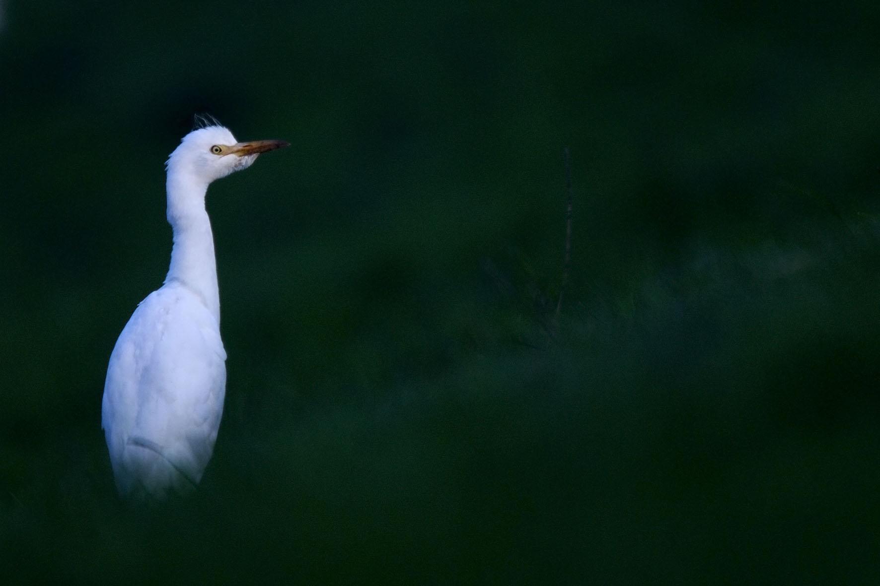 Koereiger