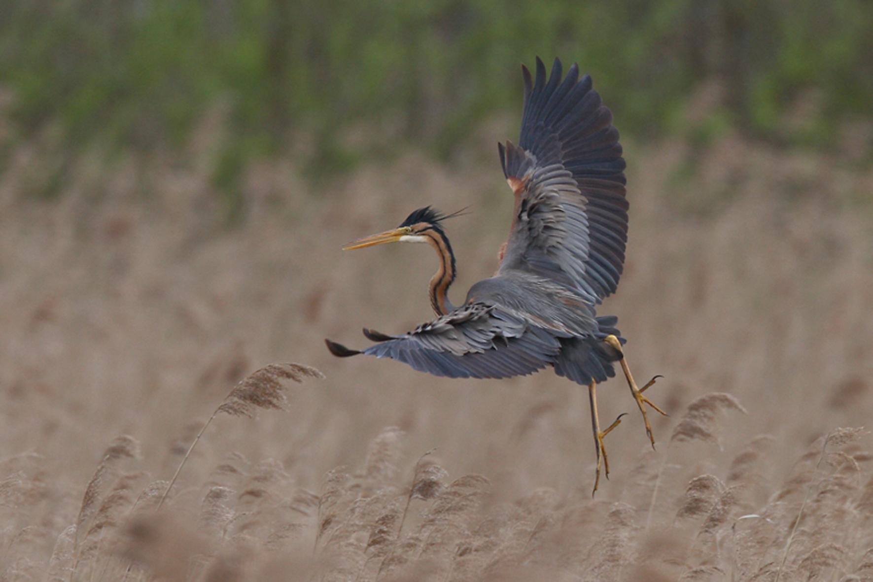 Purperreiger