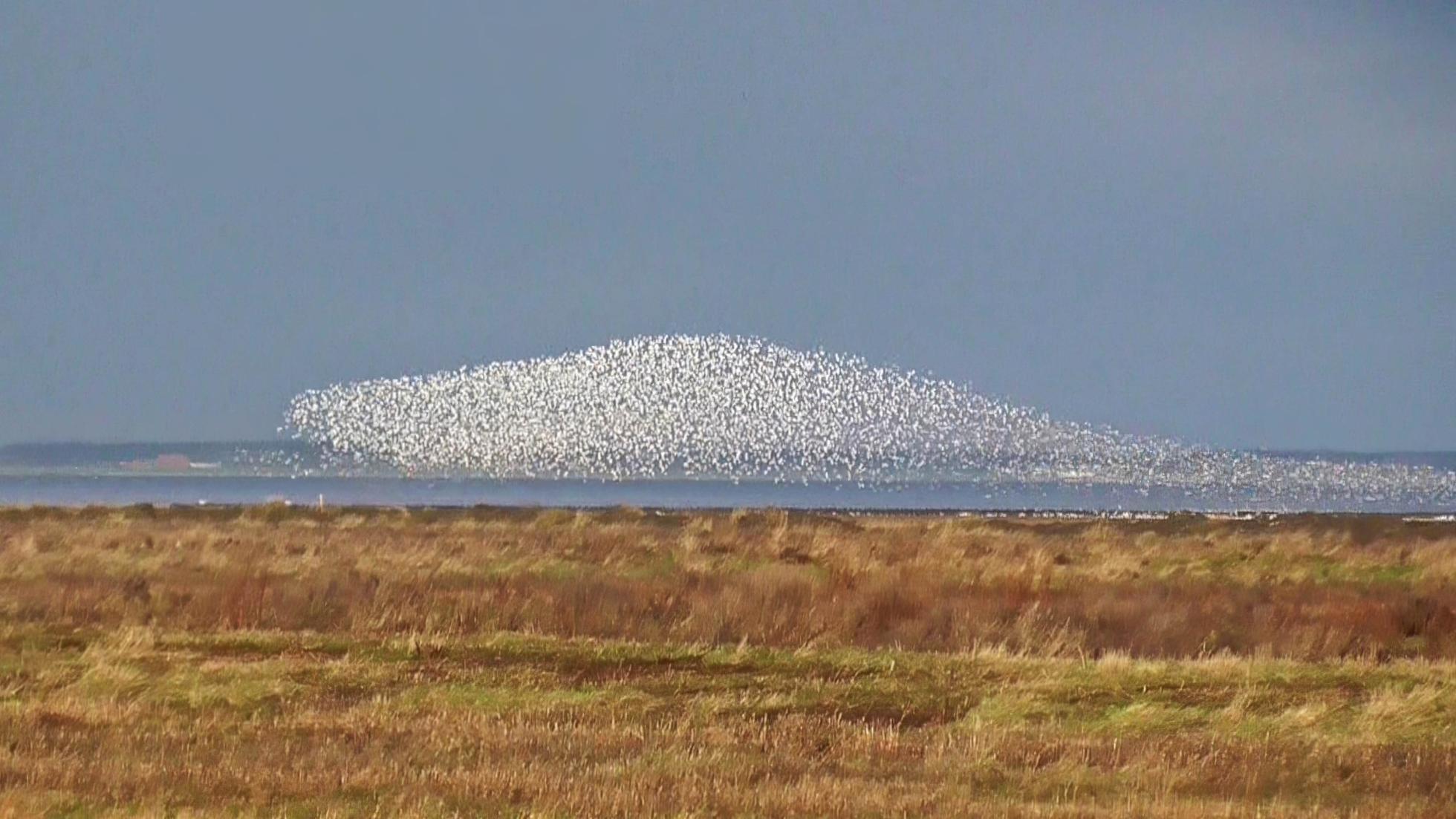 Bonte Strandlopers