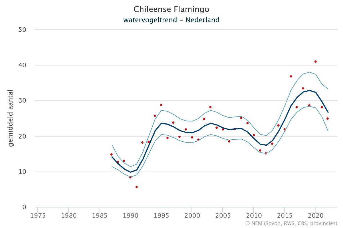 De aantalsontwikkeling van (Europese) flamingo’s en Chileense flamingo’s als pleisteraar in Nederland.