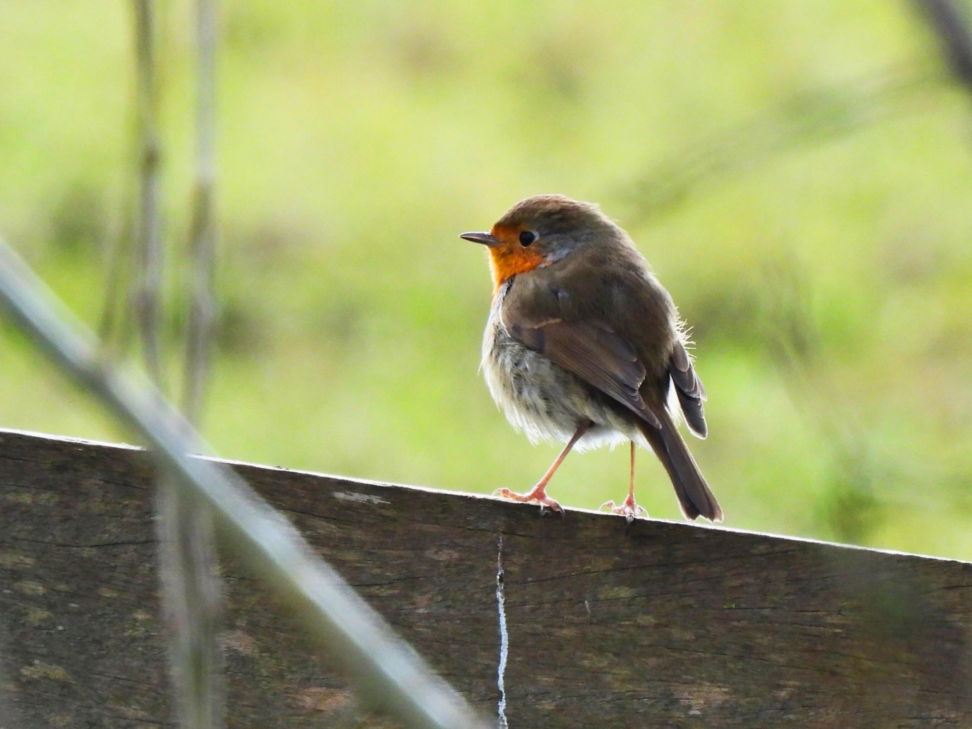 Roodborst