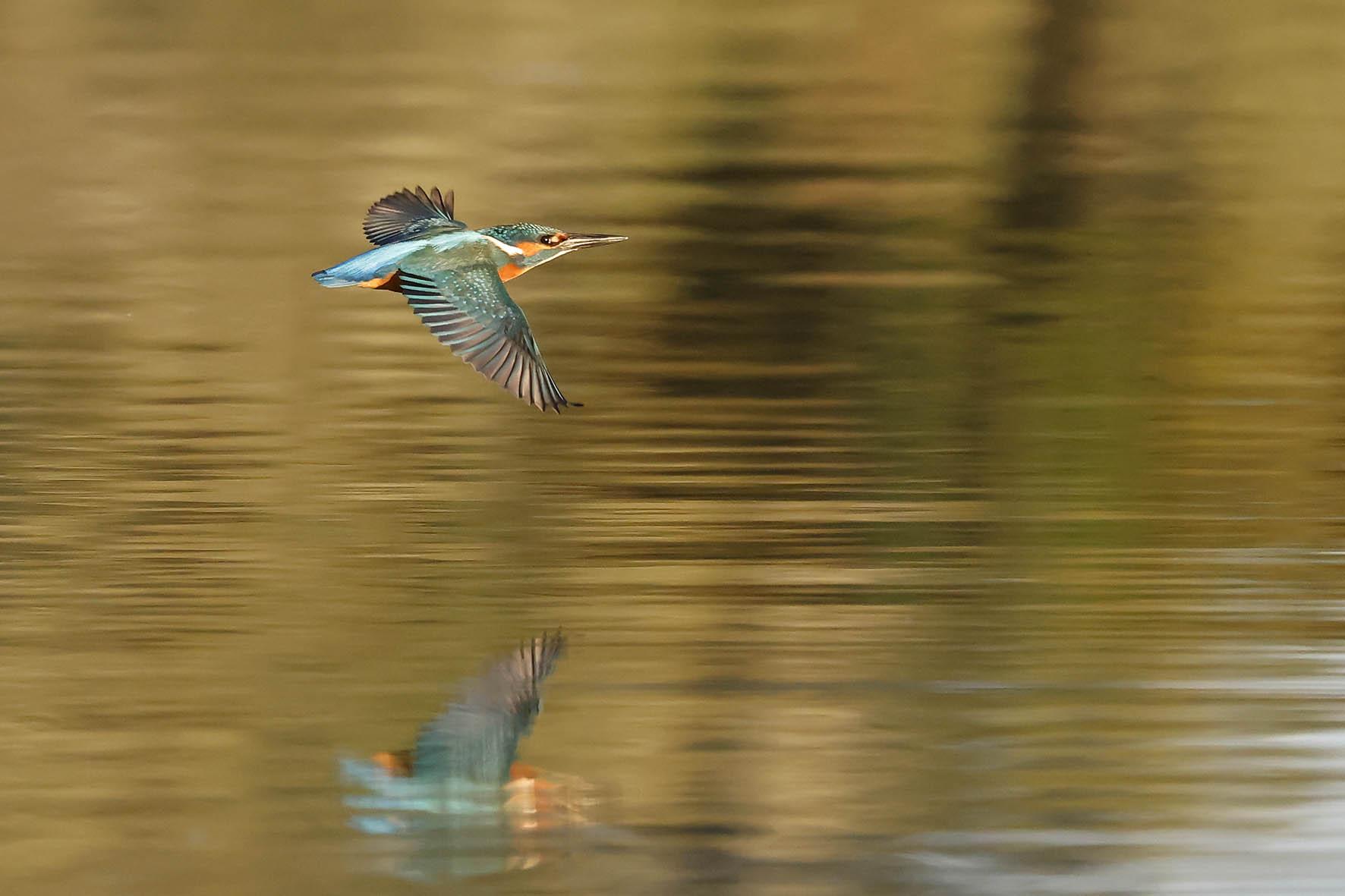 IJsvogel