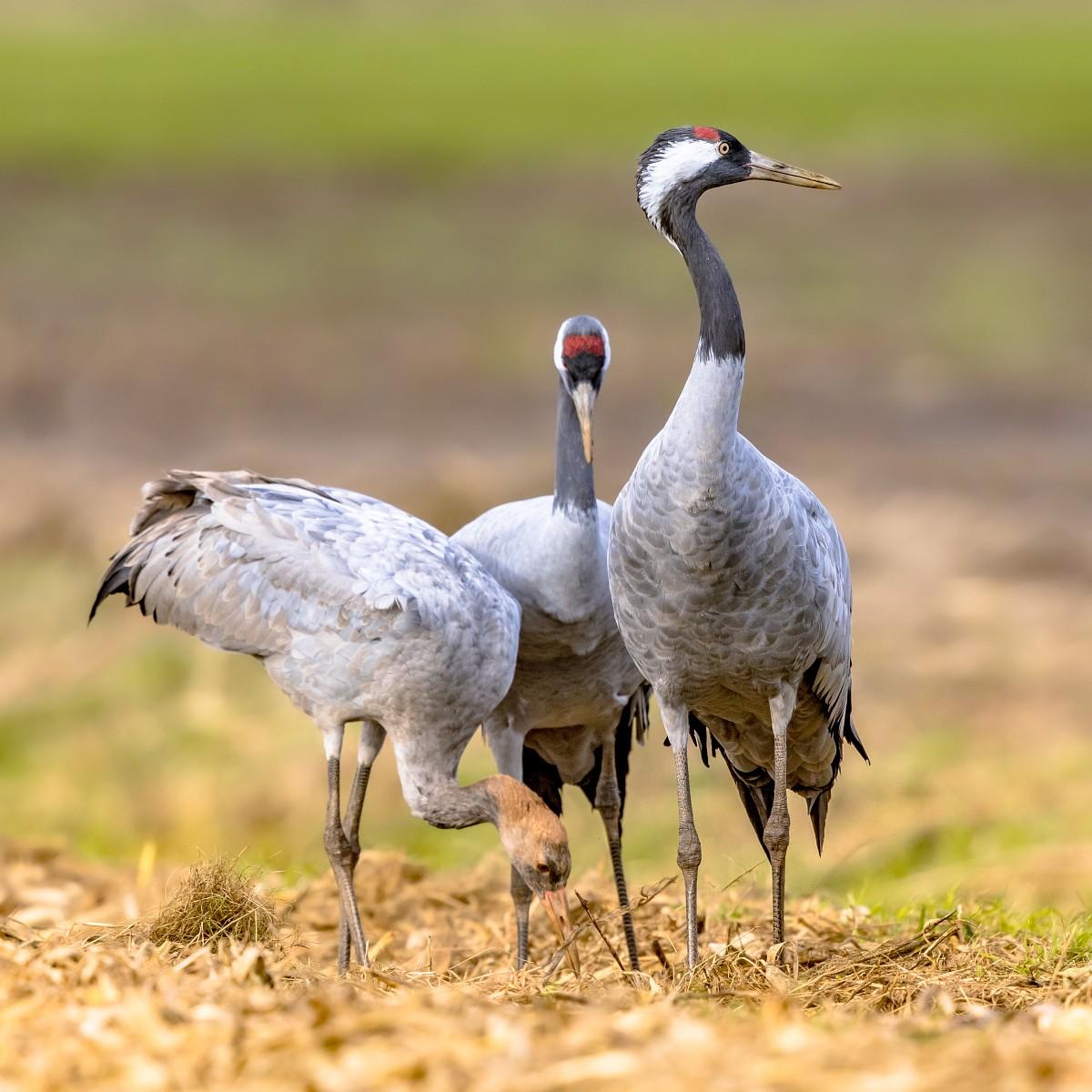 Kraanvogels met jong