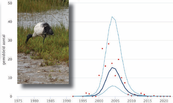 Het gemiddelde aantal pleisterende Heilige Ibissen in Nederland op basis van de tellingen voor het Meetnet Water-vogels. (Bron:  NEM (Sovon, RWS, CBS, provincies))