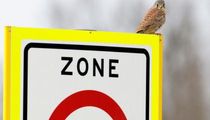 Torenvalk langs weg op bord