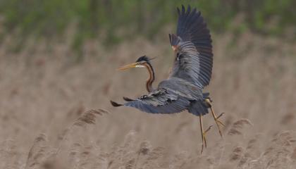 Purperreiger