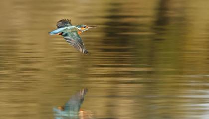 IJsvogel