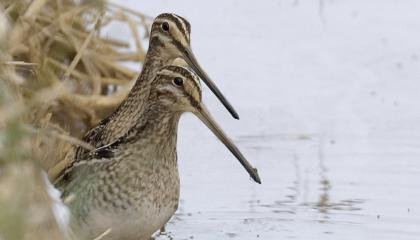 Watersnip