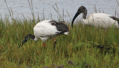 Heilige Ibis